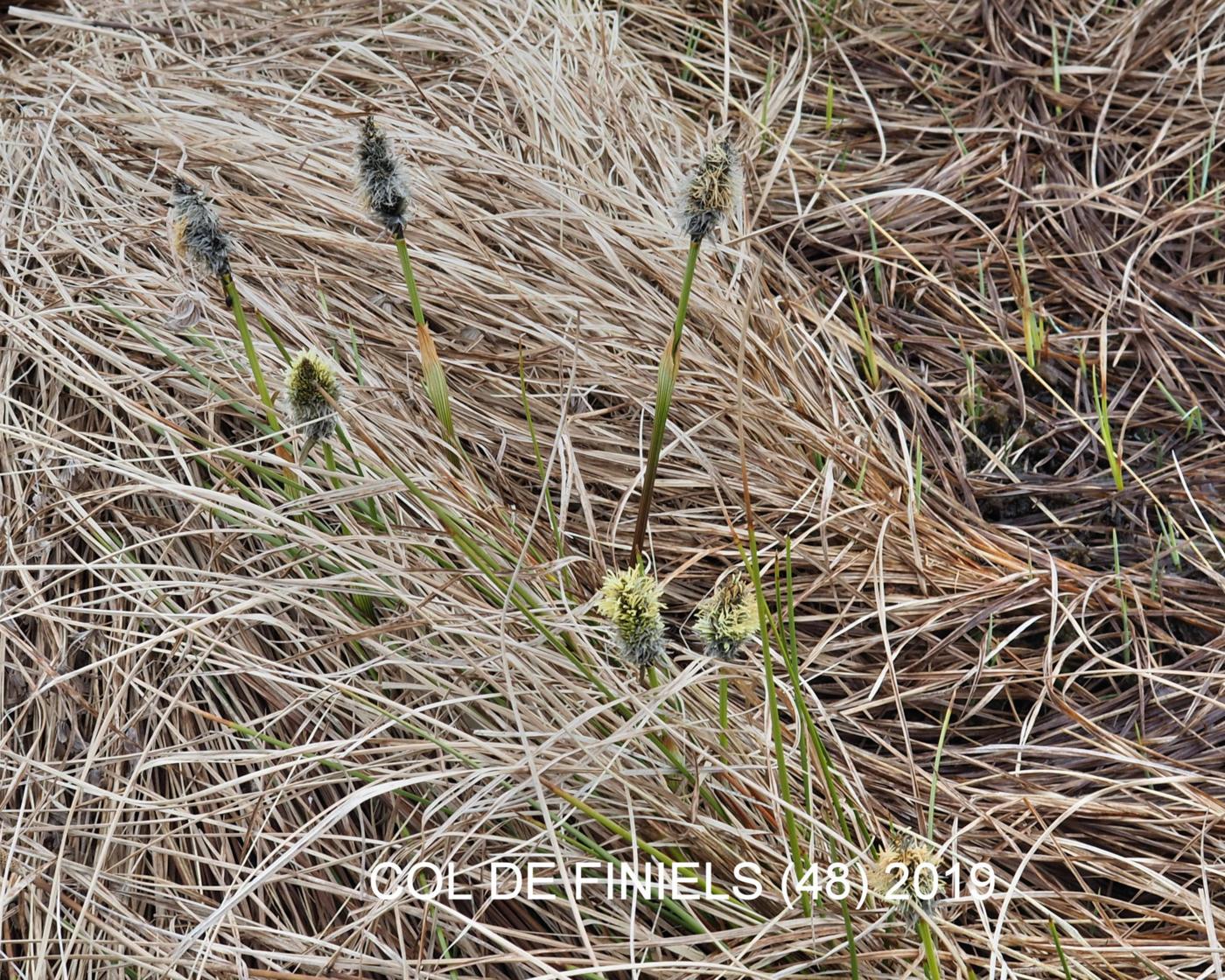 Cotton Grass, Hare's-Tail flower